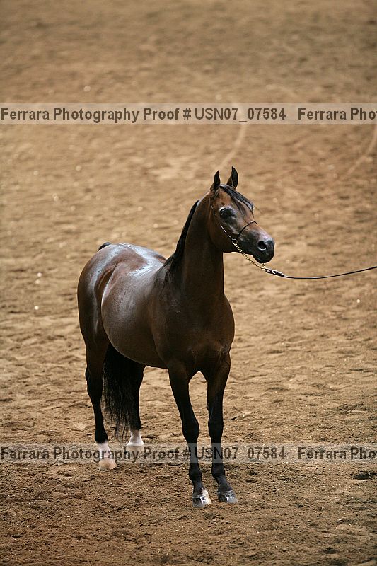 Proof Number usn07_07584