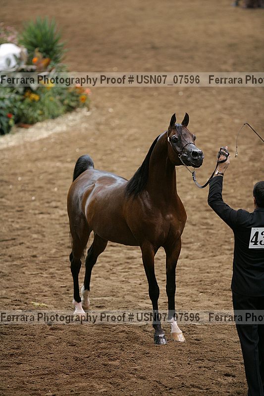 Proof Number usn07_07596