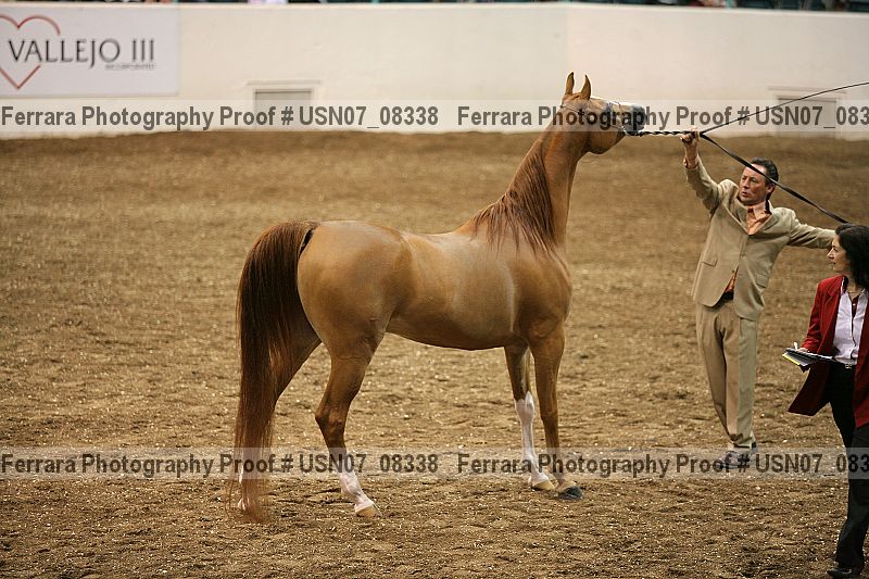 Proof Number usn07_08338