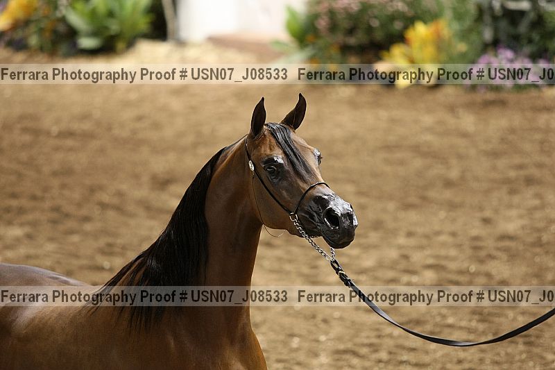 Proof Number usn07_j08533