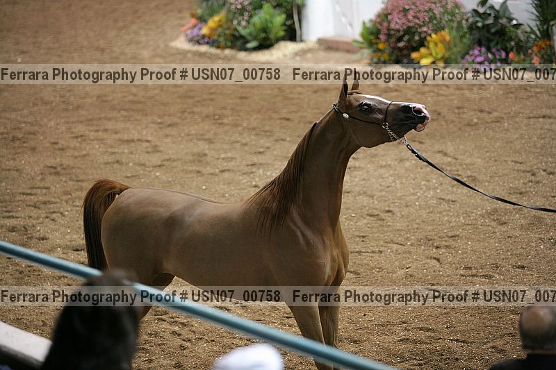 Proof Number usn07_00758
