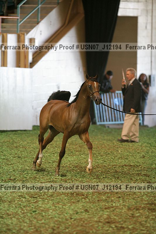 Proof Number usn07_j12194