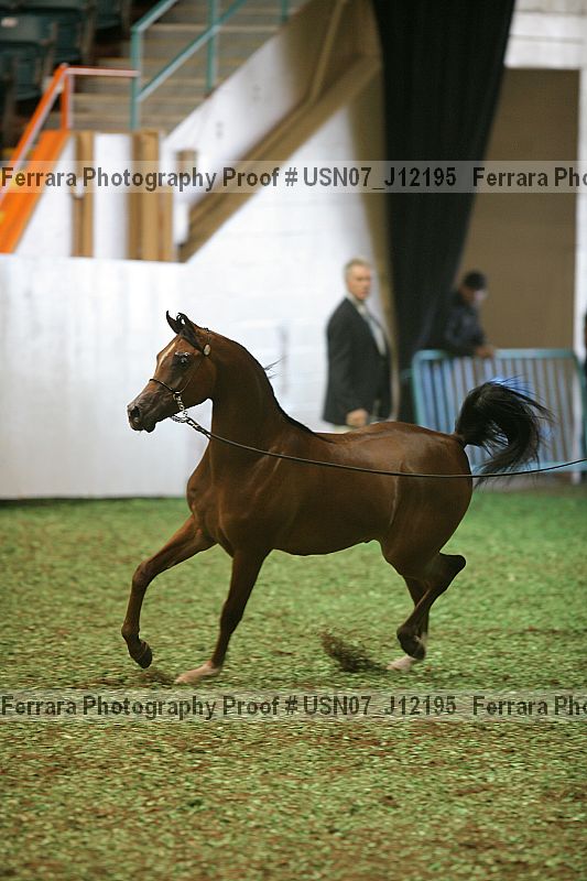 Proof Number usn07_j12195