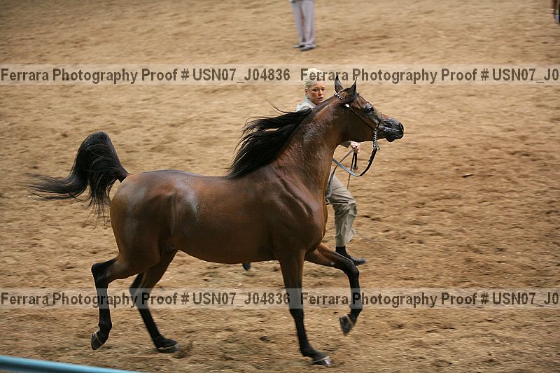 Proof Number usn07_j04836