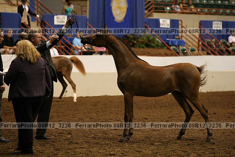 Proof Number 08r12_3236
