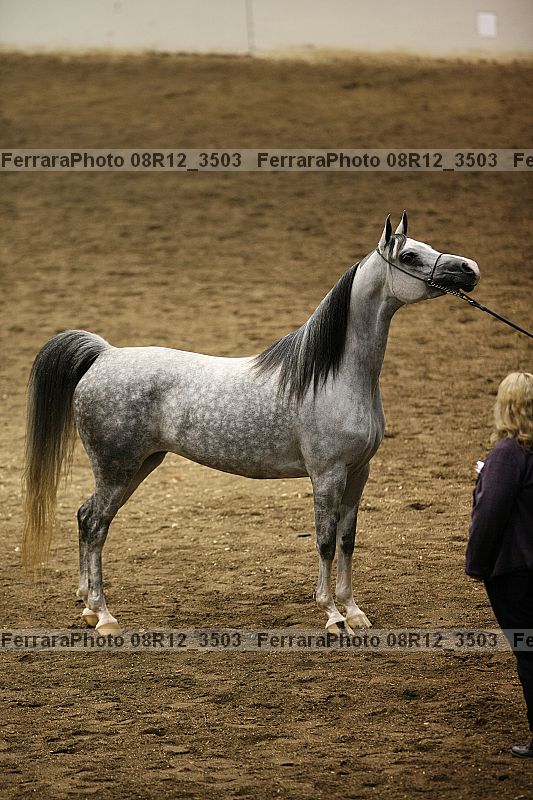 Proof Number 08r12_3503
