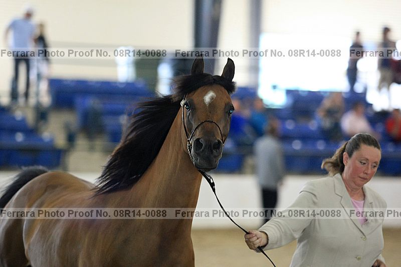 Proof Number 08r14-0088