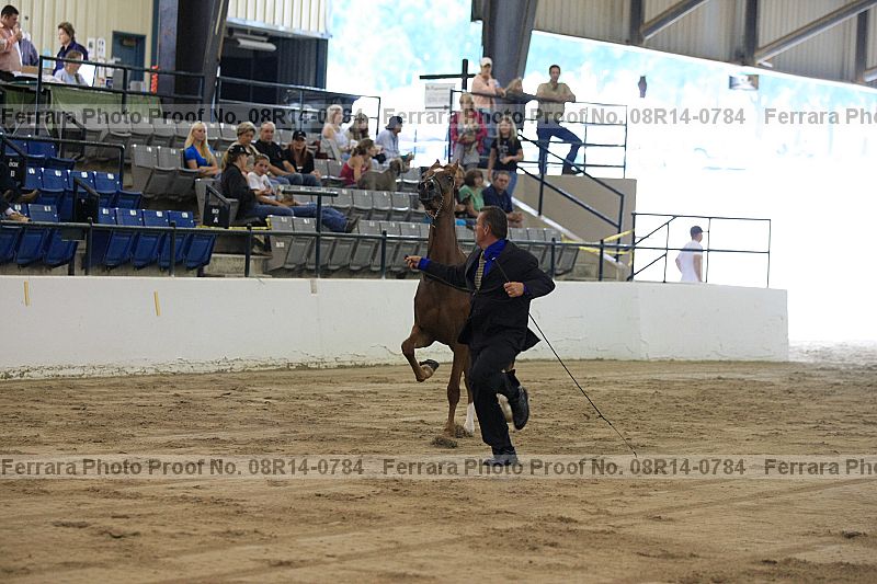 Proof Number 08r14-0784