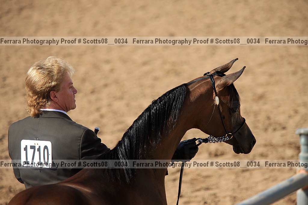 Proof Number scotts08__0034