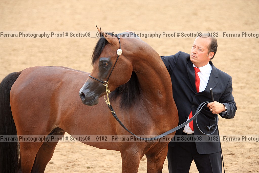 Proof Number scotts08__0182