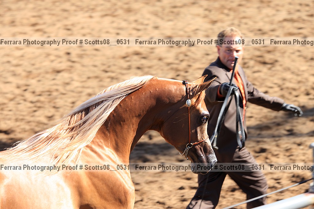 Proof Number scotts08__0531