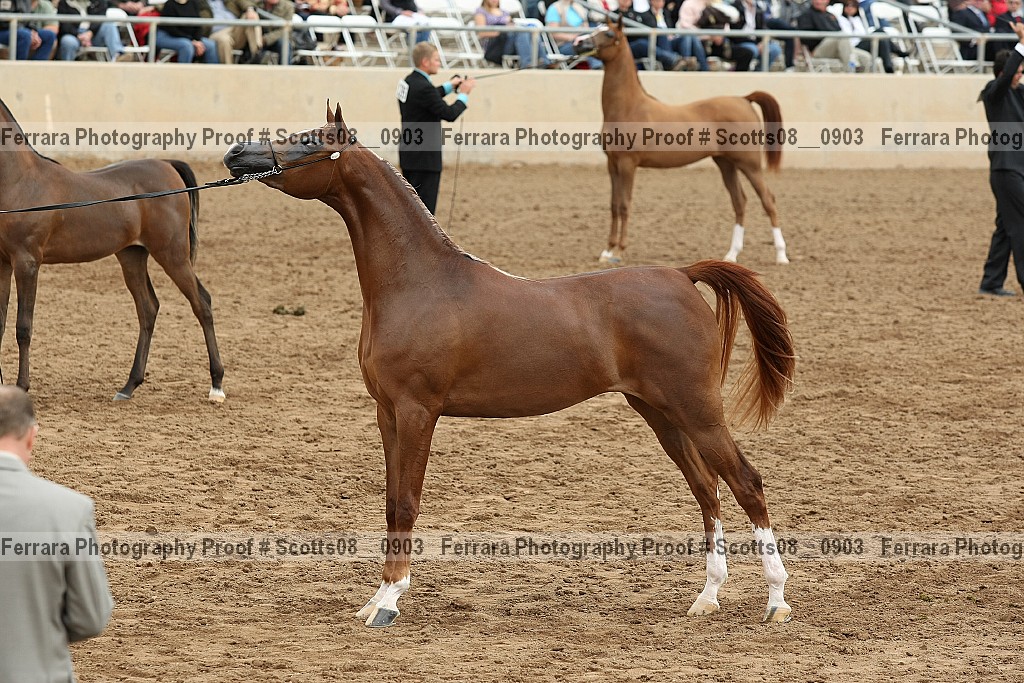 Proof Number scotts08__0903
