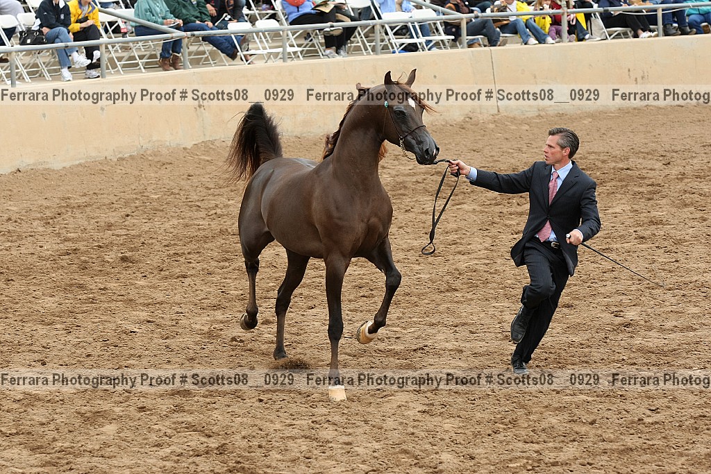 Proof Number scotts08__0929