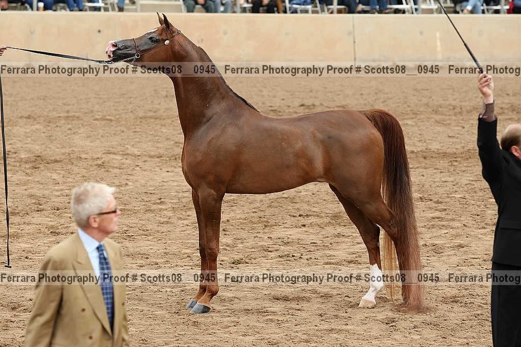 Proof Number scotts08__0945