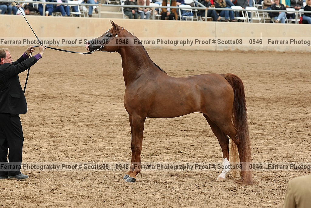 Proof Number scotts08__0946