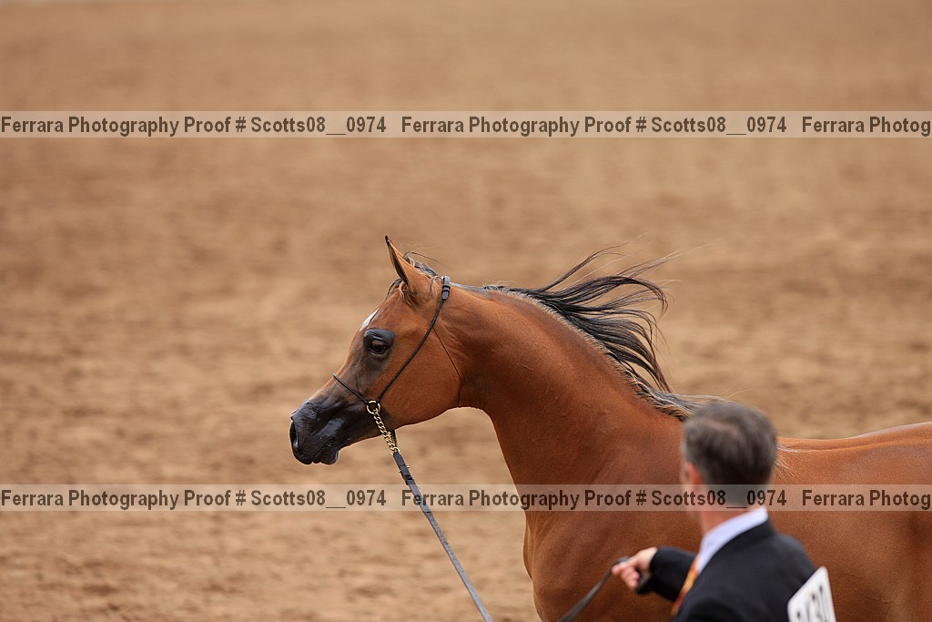 Proof Number scotts08__0974
