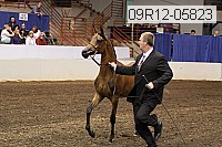 09r12-05823 thumbnail