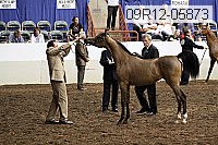 09r12-05873 thumbnail