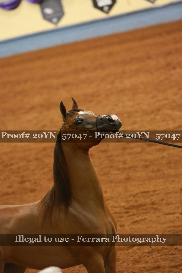 Proof Number 20YN_57047