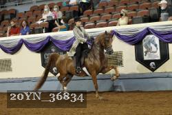 20YN_36834 thumbnail