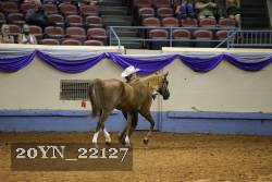 20YN_22127 thumbnail