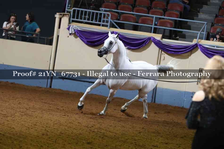 Proof Number 21YN_67731