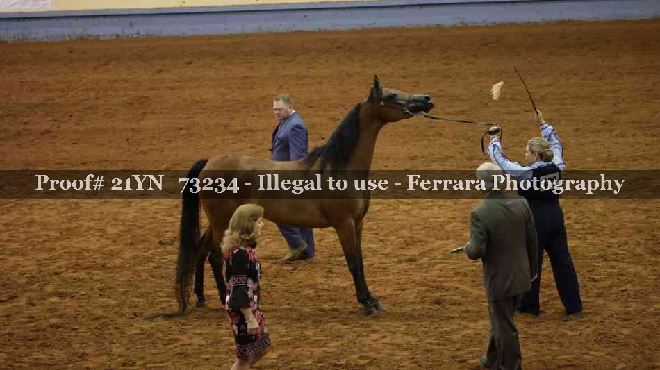 Proof Number 21YN_73234