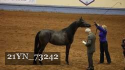 21YN_73242 thumbnail