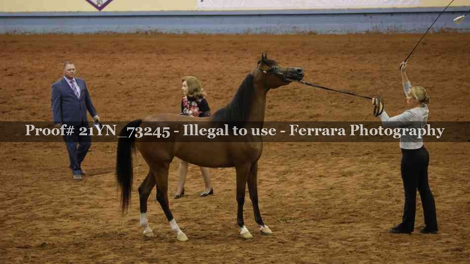 Proof Number 21YN_73245