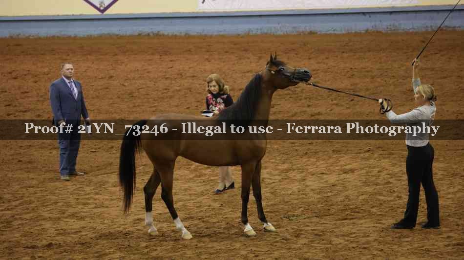 Proof Number 21YN_73246