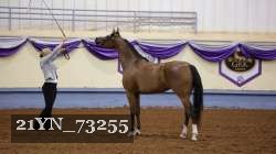 21YN_73255 thumbnail