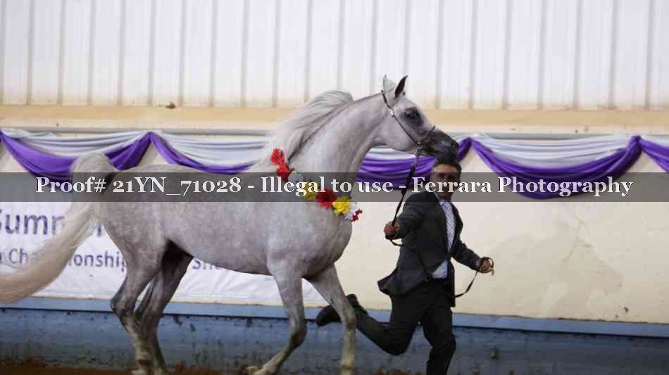 Proof Number 21YN_71028
