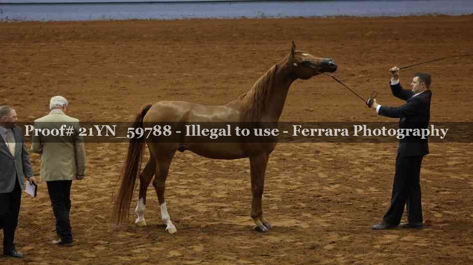 Proof Number 21YN_59788