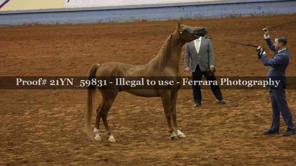 Proof Number 21YN_59831