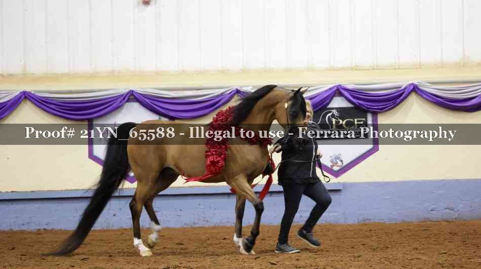 Proof Number 21YN_65588