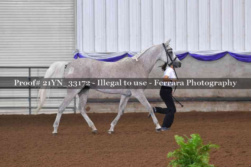 Proof Number 21YN_33172