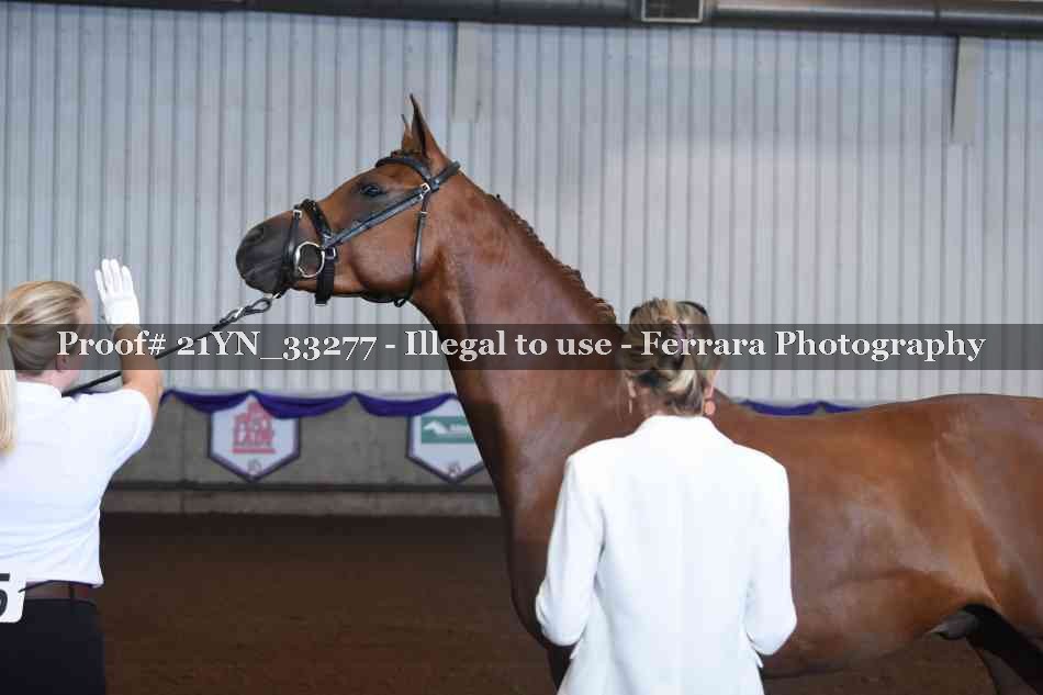 Proof Number 21YN_33277