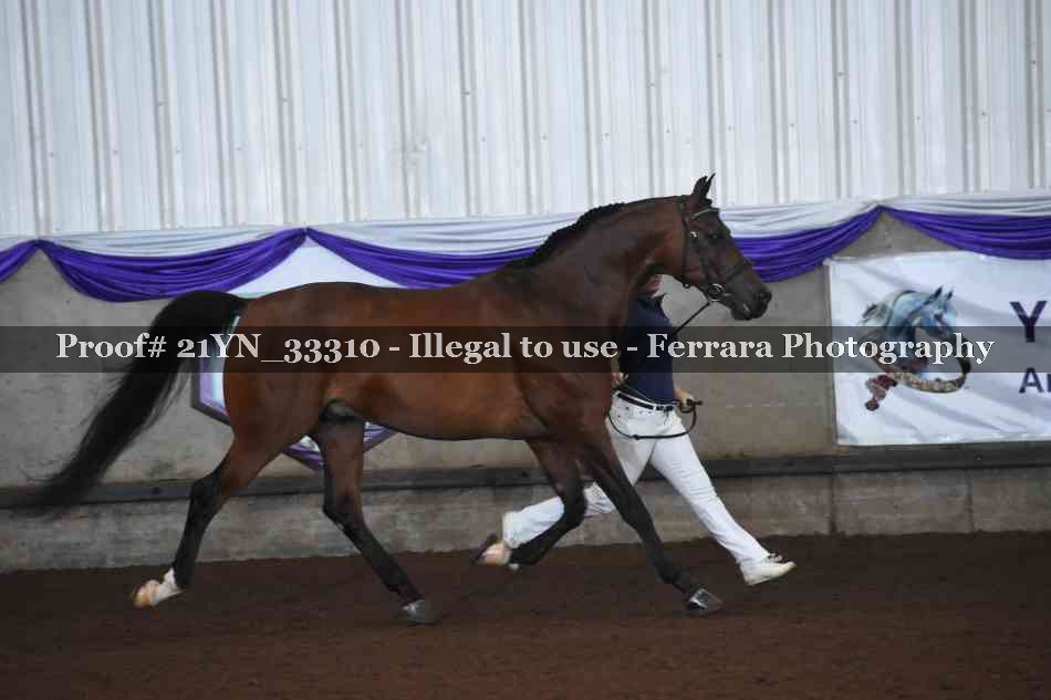 Proof Number 21YN_33310