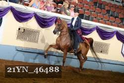 21YN_46488 thumbnail