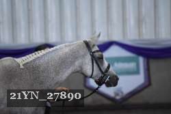 21YN_27890 thumbnail