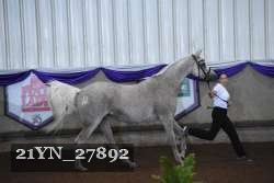 21YN_27892 thumbnail
