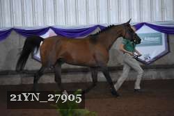 21YN_27905 thumbnail