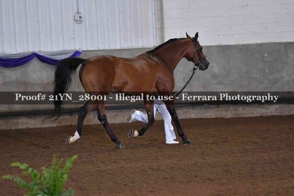 Proof Number 21YN_28001