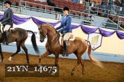 21YN_14675 thumbnail