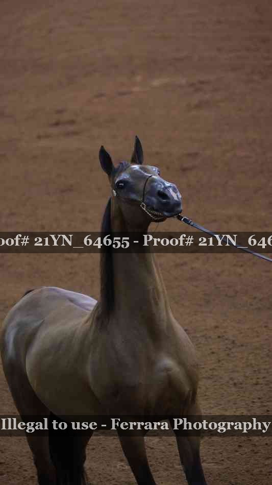 Proof Number 21YN_64655