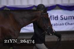 21YN_26474 thumbnail