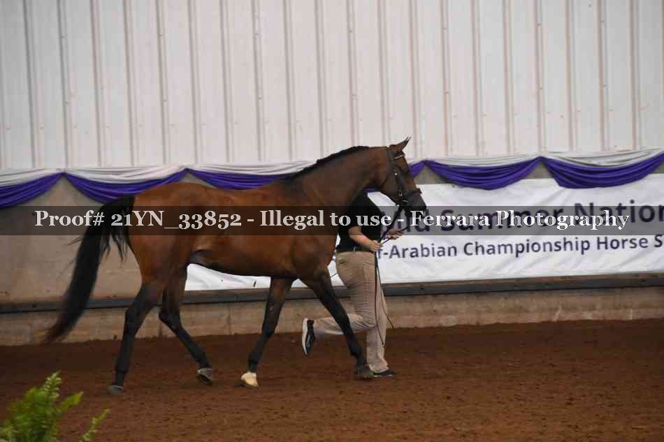Proof Number 21YN_33852