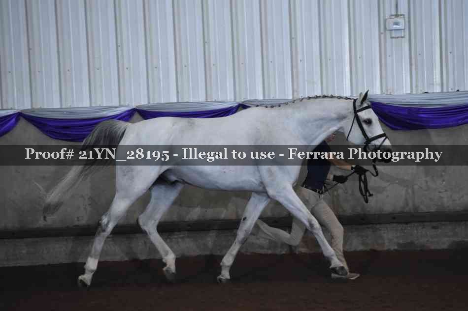 Proof Number 21YN_28195