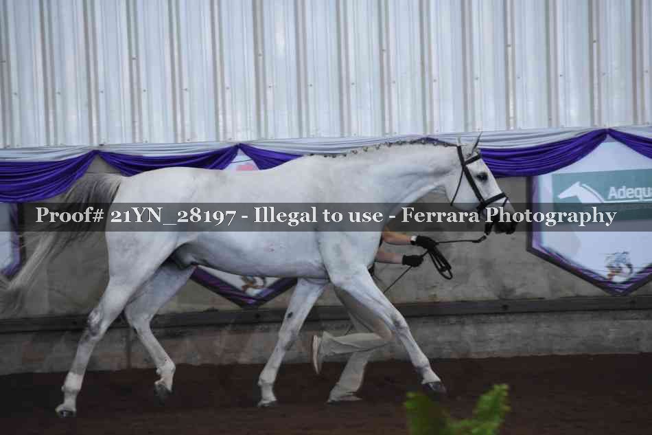 Proof Number 21YN_28197