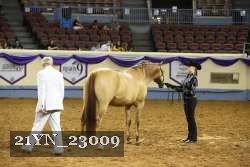 21YN_23009 thumbnail